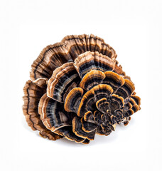 The Maitake mushroom on the white background. Dancing Mushroom, is highly valued in Asian medicine.