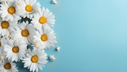 white daisies are placed up close against a blue background