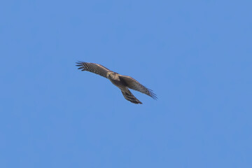 飛翔するハイタカ