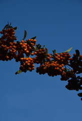 Branch of berries of a firethorn on a clear blue sky on a sunny day. 