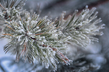 Naklejka na ściany i meble Pine branches in frost and snow close-up. winter background