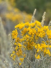 desert shrub Chrysothamnus, yellow flowers, close up, xeriscape