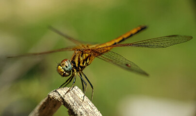 dragonfly on a branch