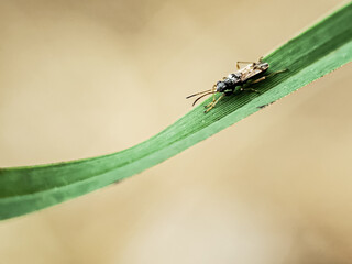 macro of a fly