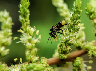bee on a green leaf