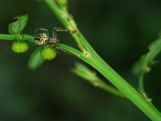 spider on leaf