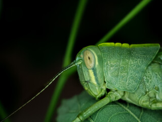 grasshopper on a leaf