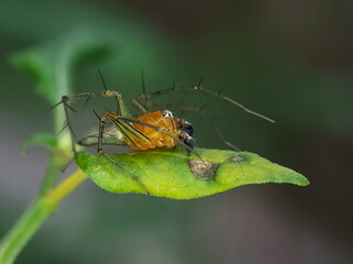 spider lynix on leaf