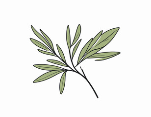 Beauty olive branch vector icon design