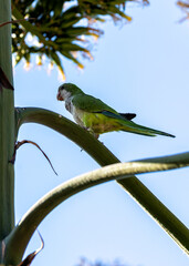 Monk Parakeet (Myiopsitta monachus) in El Retiro Park, Madrid