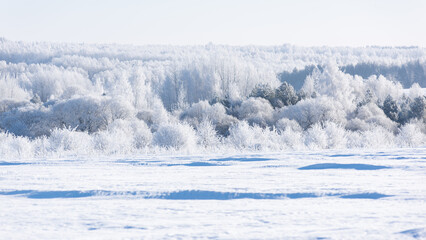 Trees in frost and a snowy field with blue shadows - 719642034