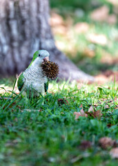 Monk Parakeet (Myiopsitta monachus) in El Retiro Park, Madrid