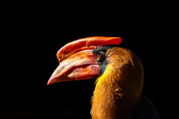 Northern Rufous Hornbill (Buceros hydrocorax) in the Philippines © fluffandshutter