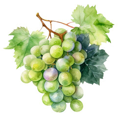 Fototapeta premium Watercolor illustration of green grapes. Fruit, summer. Transparent background, png