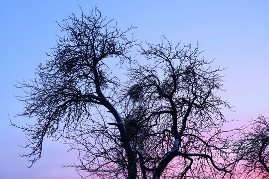 Colorful evening landscape. Beautiful natural background dark tree branches against the pink sky