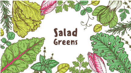 Salad greens frame. Healthy food. Hand drawn vector illustration. Cooking salad. Vegan food.