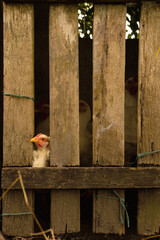 Chicken poking its head through a board fence