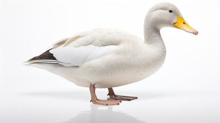 Duck on a serene white background, capturing the elegance of its webbed feet and water-loving nature, ideal for conveying the charm of this feathered companion in a peaceful setting