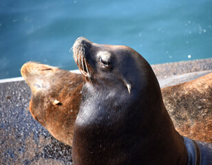 Obraz premium Sea Lions Doze on Dock in Newport