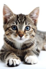 Obraz premium Small Kitten With Blue Eyes Laying Down