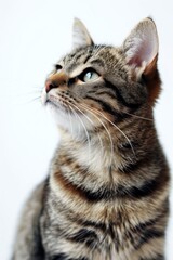 Naklejka na ściany i meble Close-Up of Cat With White Background