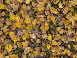 fallen autumn leaves on ground