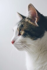 Close Up of White Cat on Plain Background