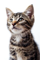 Obraz premium Small Kitten Sitting on White Floor