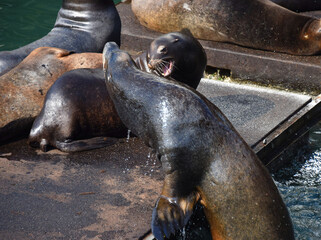 Fototapeta premium Fight Breaks Out on Sea Lion Dock