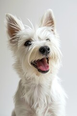 Small White Dog With Mouth Open