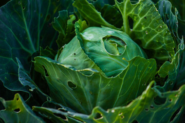 leaves of white cabbage close up in the garden