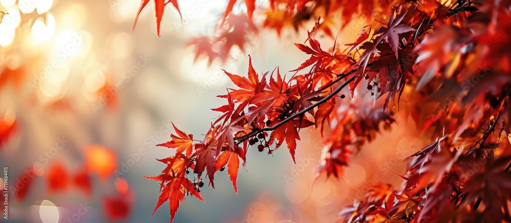 Poster the color of autumn and the mystical magic of red leaves. copy space image. place for adding text