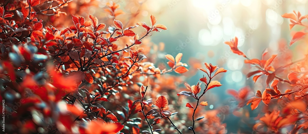 Poster the color of autumn and the mystical magic of red leaves. copy space image. place for adding text
