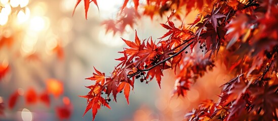 the color of autumn and the mystical magic of red leaves. Copy space image. Place for adding text