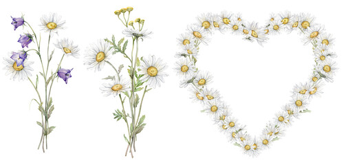 Watercolor heart wreath Daisy and bluebell. Hand drawn illustration of Chamomile and little violet bell. Tansy bouquet of white blossom flowers on isolated background. Drawing botanical wildflowers.