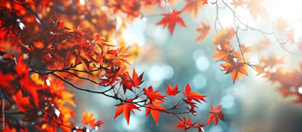 Poster the color of autumn and the mystical magic of red leaves. copy space image. place for adding text