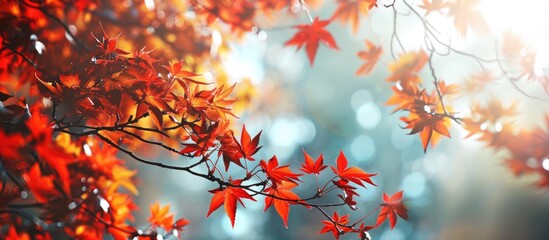 the color of autumn and the mystical magic of red leaves. Copy space image. Place for adding text