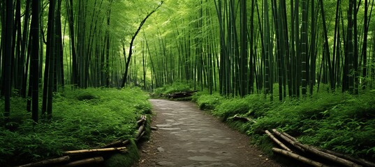 Serene and enchanting bamboo forest habitat with lush greenery in a natural woodland environment