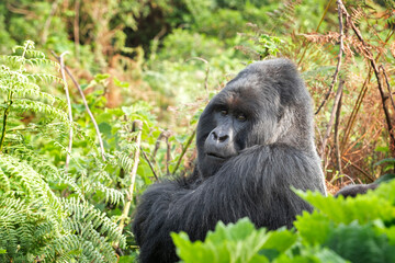 Mountain gorillas in the Mgahinga national park. Rare gorillas are hiding in the forest. Gorillas safari in Uganda. 