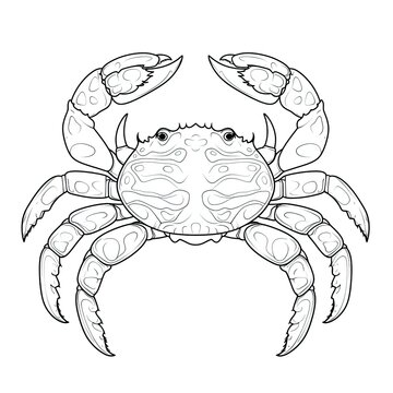 Coloring book for children depicting aporcelain crab