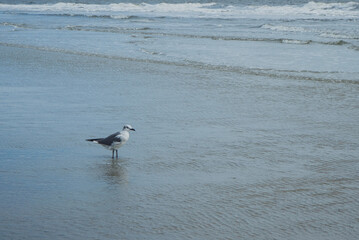 bird on the beach