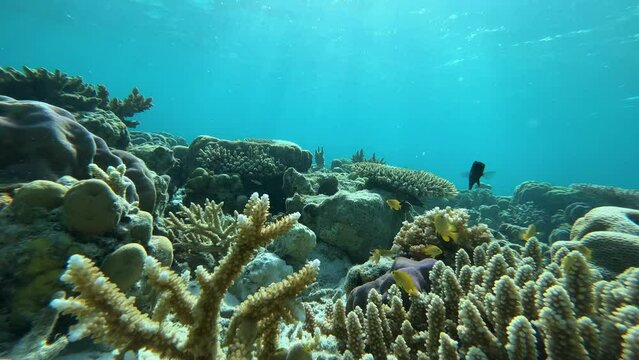 coral reef with fish in the Celebes sea