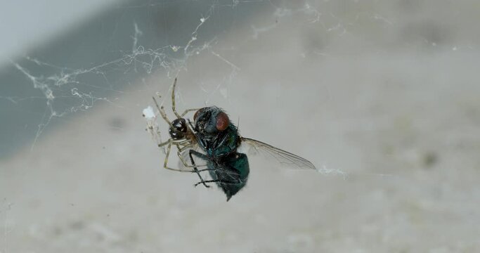 Spinne untersucht eine Fliege 4K
