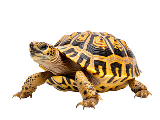Obraz premium a yellow and black turtle