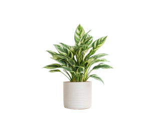 a potted plant with large leaves