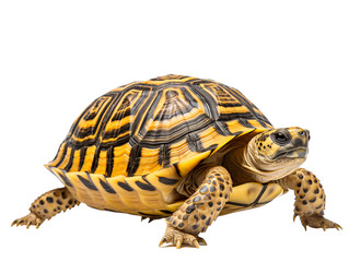 Obraz premium a close up of a turtle