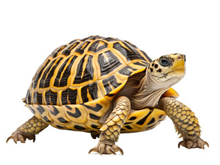 Obraz premium a group of potted plants