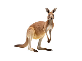 a kangaroo standing on its hind legs - Powered by Adobe