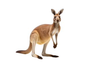 a kangaroo standing on its hind legs