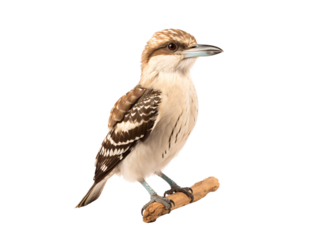 a bird with a blue beak